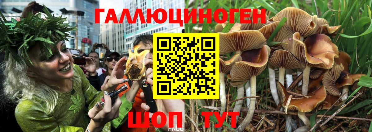 Тамбов  Псилоцибиновые грибы Psilocybe  Вход с VPN  Псилоцибиновые грибы GOLDEN TEACHER 